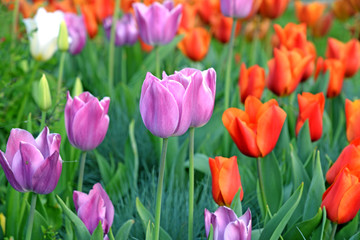 Beautiful bouquet of tulips