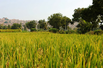 Hampi, India, rice field