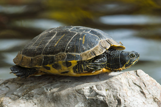 Turtle. The yellow-bellied slider (Trachemys scripta scripta).