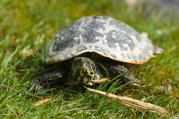 Turtle. The yellow-bellied slider (Trachemys scripta scripta).