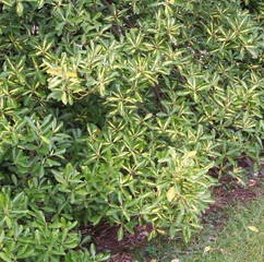 cespuglio dalle foglie verdi e gialle_ Evonimo giapponese