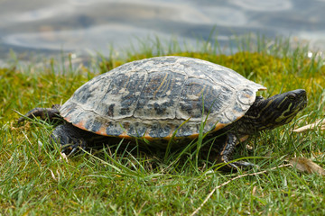 Turtle. The yellow-bellied slider (Trachemys scripta scripta).