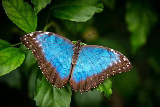 Blue butterfly on the green leaf