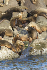 Sea lions guarding their spots in Newport, Oregon.