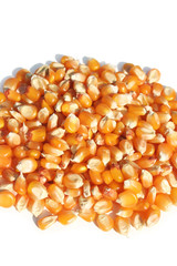 chicchi di mais giallo su sfondo bianco