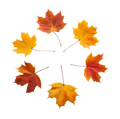 Autumn. golden leaves maple isolated.