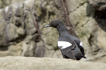 Perched pigeon Guillemot at Aquarium in Newport, Oregon.
