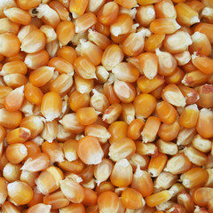 chicchi di mais giallo