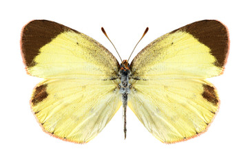 Butterfly Eurema lisa (female)