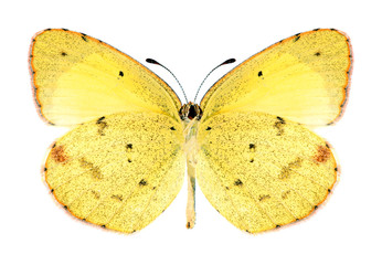 Butterfly Eurema lisa (male) (underside)