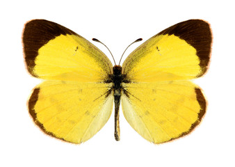 Butterfly Eurema lisa (male)