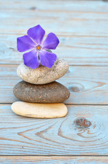 Fototapeta na wymiar zen stones with purple flower on wooden background