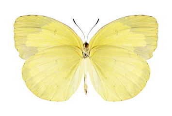 Butterfly Eurema hecabe (female) (underside)