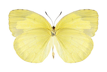 Butterfly Eurema hecabe (female) (underside)