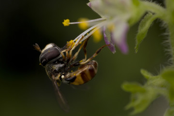 bee and flower