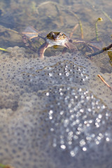 Frosch mit Laich