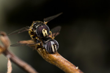 Couple flower fly, bee