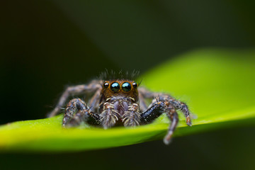Jumping Spider on leaf