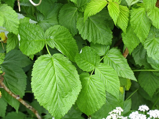 Leaves of raspberry