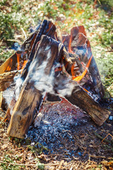 campfire on nature