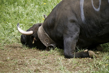 Obraz premium Bataille des reines