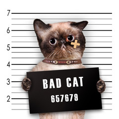 Bad cat