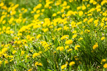field with yellow dandelions closeup
