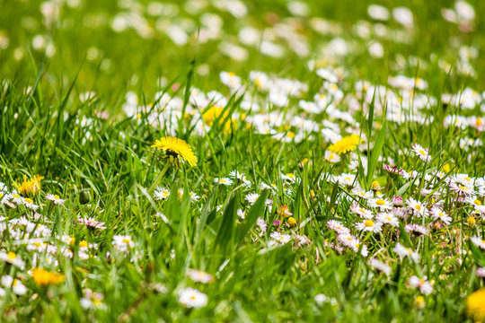 field with yellow dandelions and little white chamomile