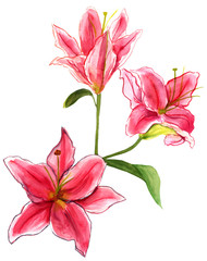 A watercolour drawing of lilies on white background