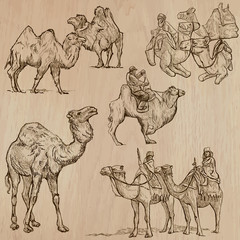 Camels - An hand drawn vectors. Converted