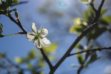 Zwetschgenblüte