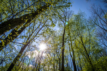 trees and sky