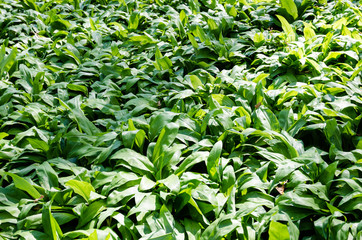 Obraz premium wild garlic