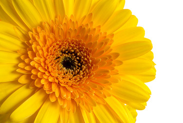 Yellow gerbera flowers