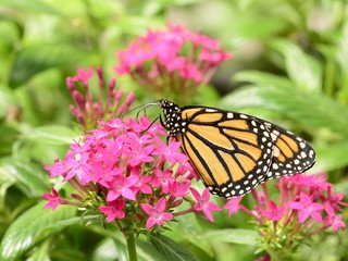 Monarch butterfly on pink flowers © ariadna126