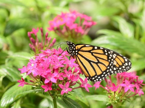 Monarch butterfly on pink flowers