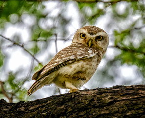 Little owl on a log