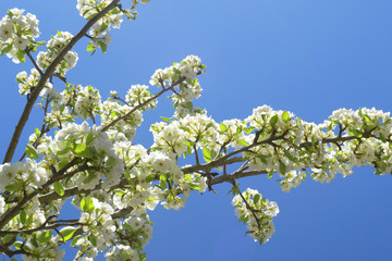 Pero in fiore
