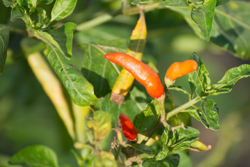 red and green hot chilli on a plant