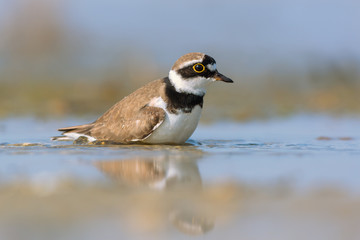Little Ringed Plover