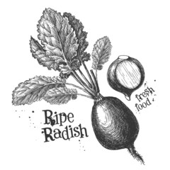 radish on a white background. sketch
