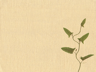 Old canvas texture with dry plant leaves