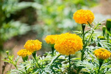 beautiful flowers in garden
