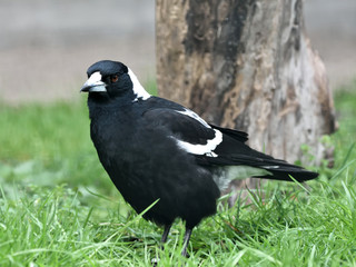 White-backed magpie (gymnorhina hypoleuca)
