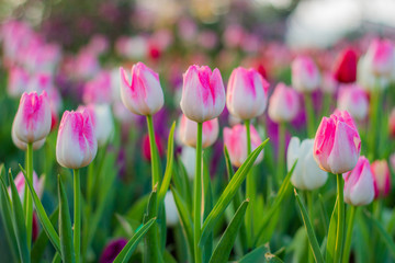 Pink Tulip