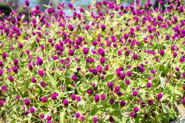 beautiful flowers in garden