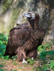Cinereous vulture