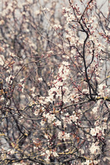 Spring cherry blossom tree on a sunny  day on a snowy white back