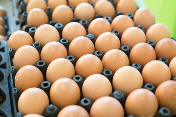 Fresh raw eggs in tray