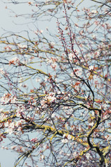 Spring cherry blossom tree on a sunny day on blue sky background